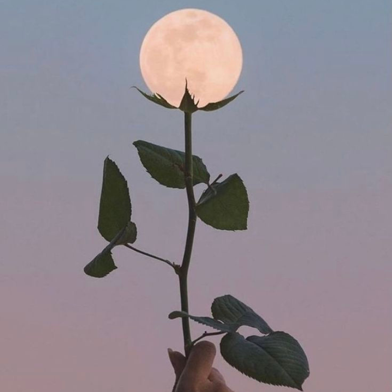 Full Moon in Scorpio: May 12th, 2025