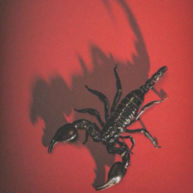 Scorpio Season Magic: Unveiling the Shadow