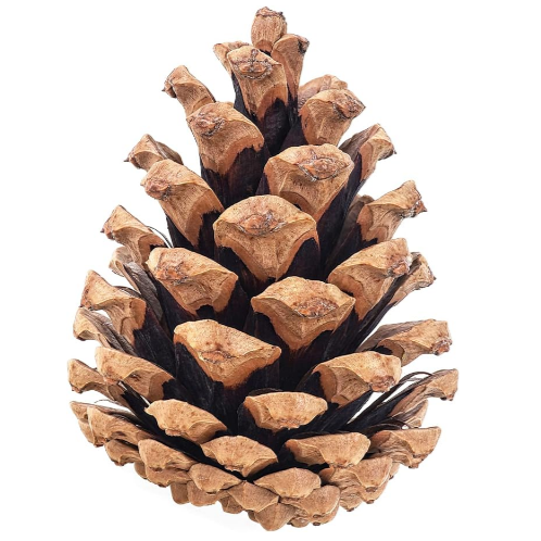 Extra Pinecone & Wax Candle